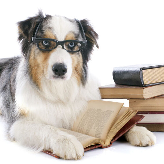 purebred australian shepherd  and books in front of white background