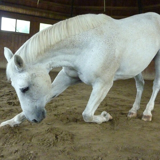 Stretchen en souplesse bij je paard