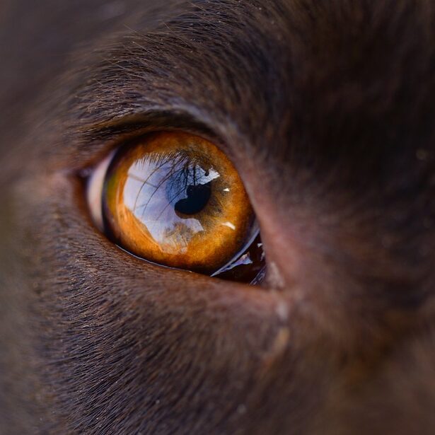 dog-3317930_960_720