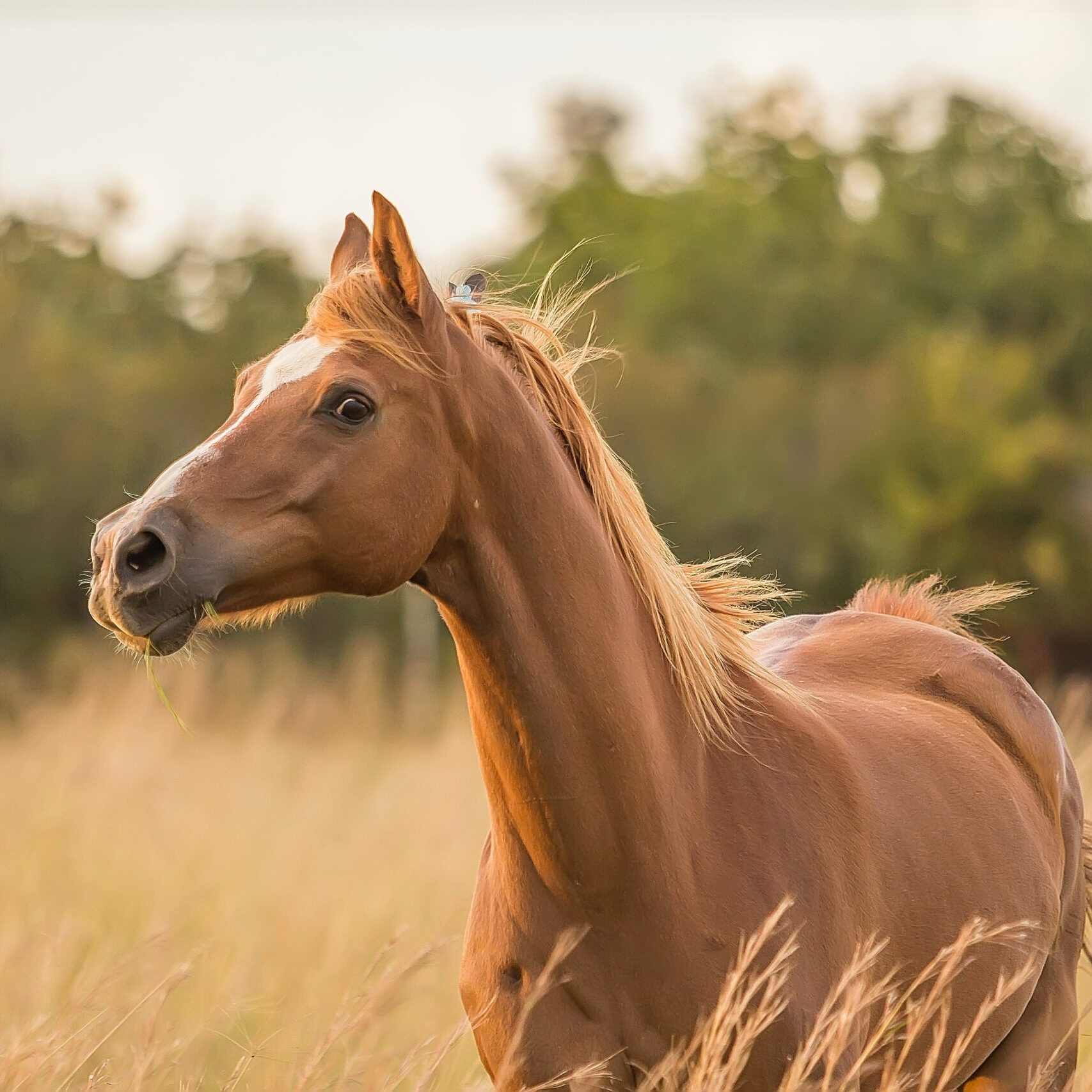 Paard Natuurlijke Gezond Consultant